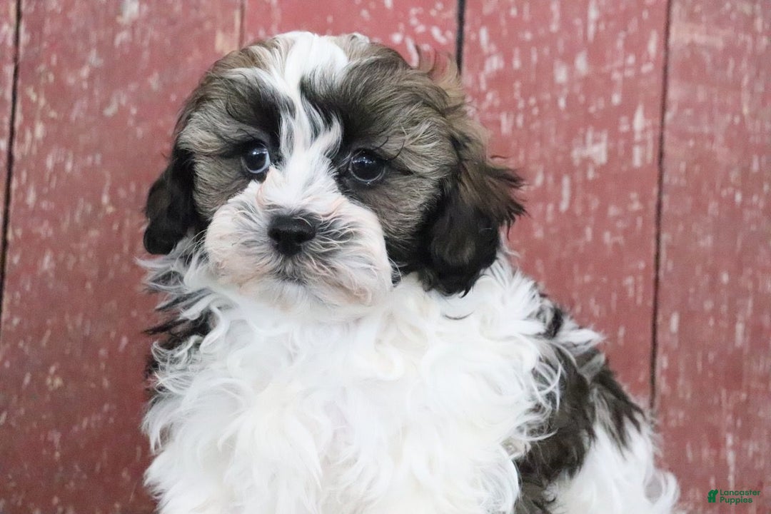 Shihpoo dogs for sale: Mitch - Ad 4