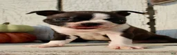 Boston Terrier dogs for sale: Freya Female AKC Boston Terrier - Ad 5