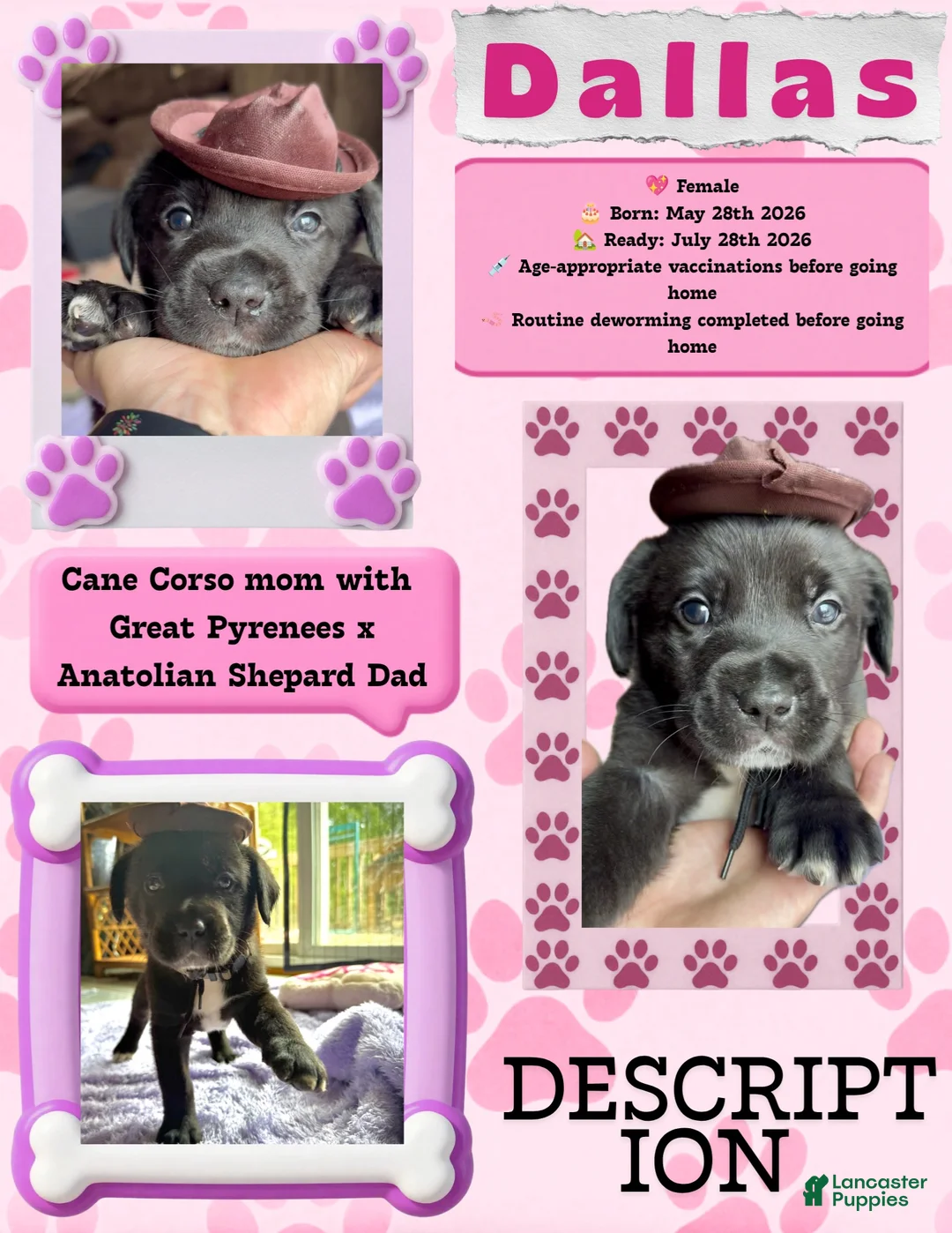 Mixed Breed dogs for sale: Dallas  - Ad 2