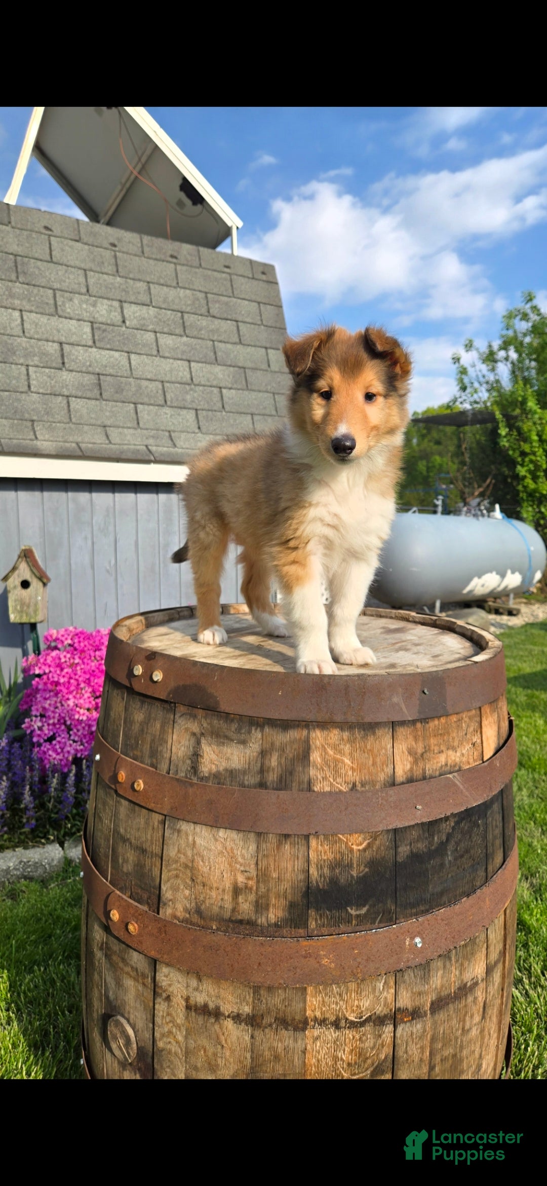 Collie dogs Collie Puppy Jax - Ad 3