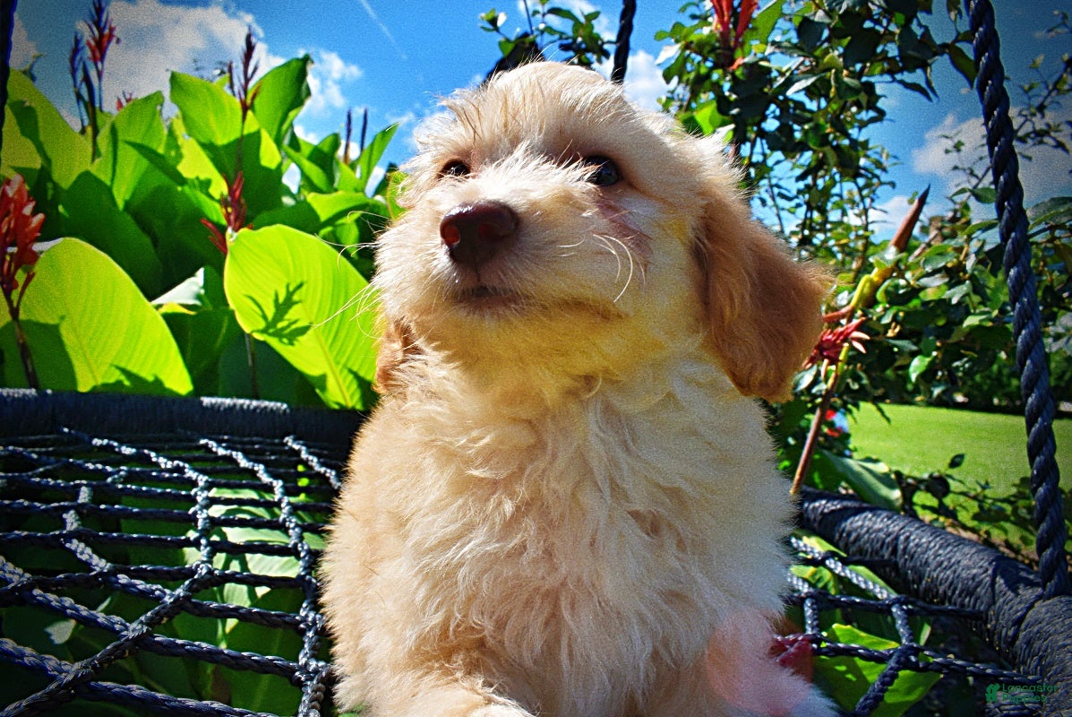 Havapoo dogs Alfie - Ad 2