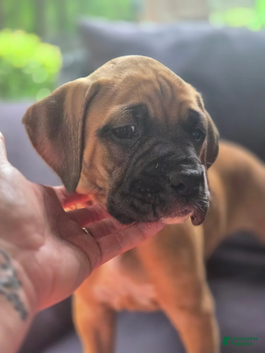 Boxer dogs for sale:  Mila - Ad 2