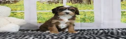 Mini Bernedoodle dogs for sale: Rhett - Ad 3