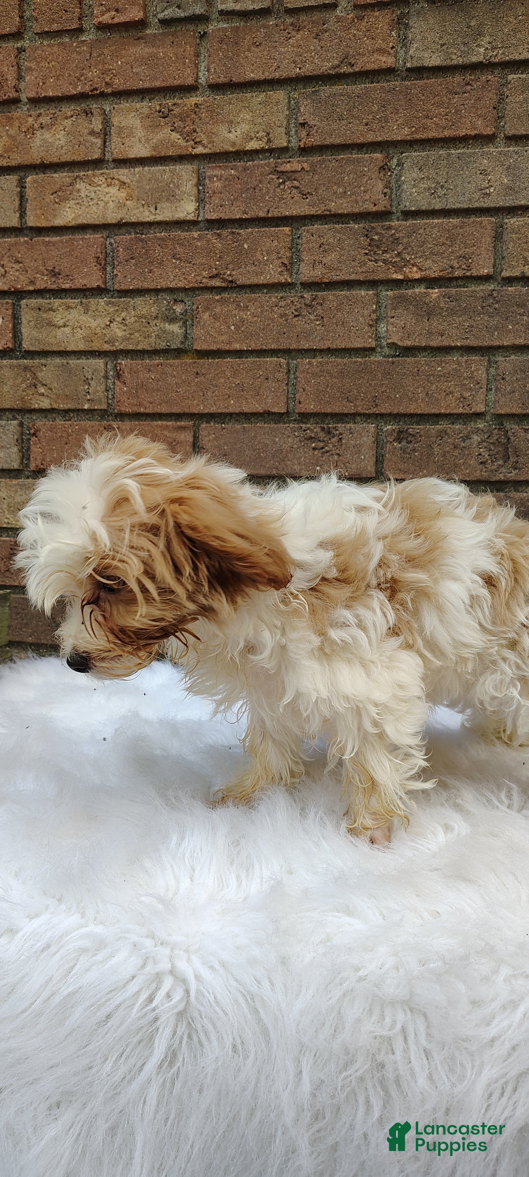 Maltipoo dogs Muffin - Ad 2