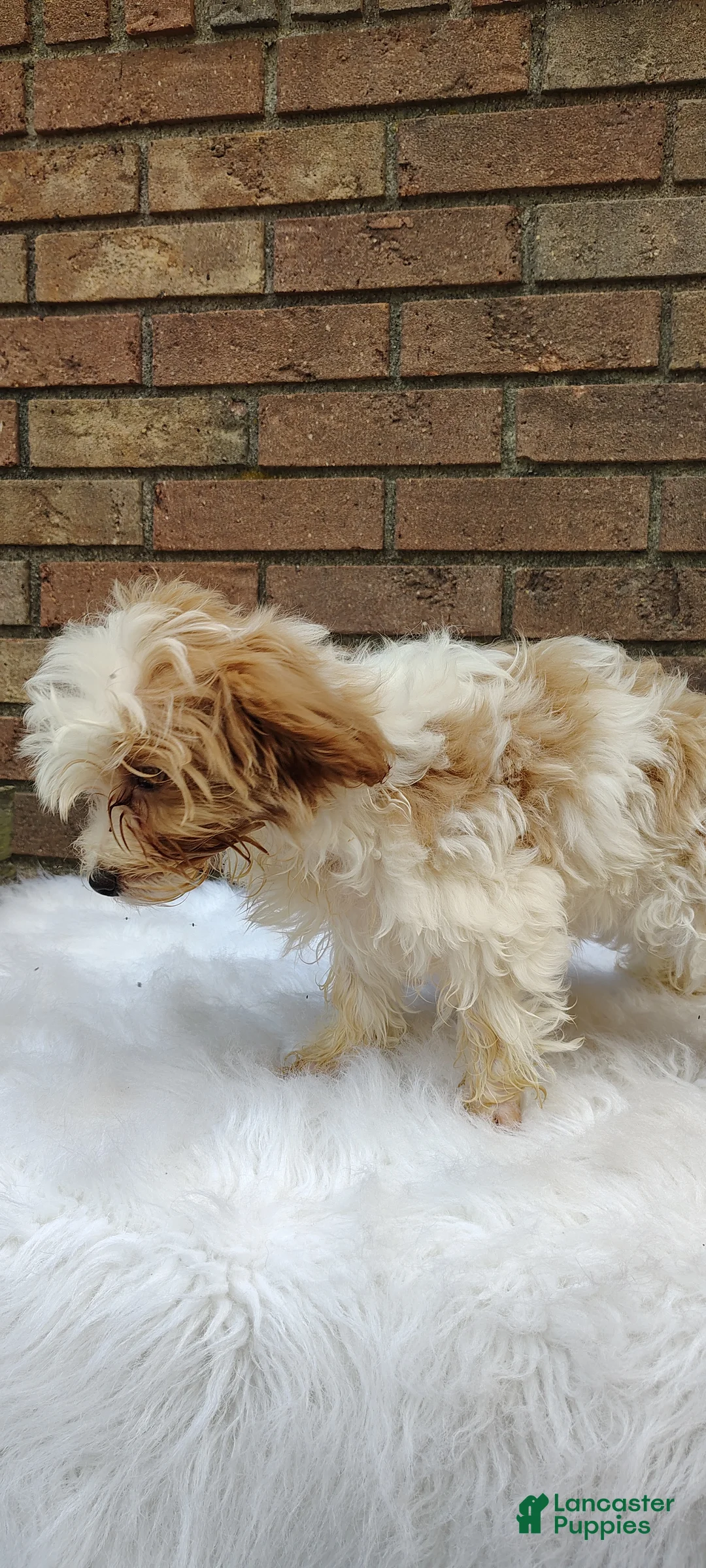 Maltipoo dogs for sale: Muffin - Ad 2