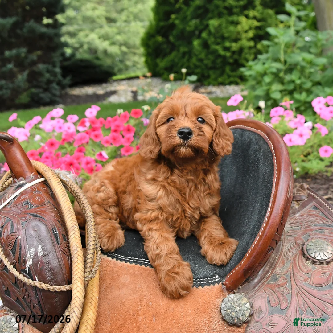 Mini Goldendoodle dogs for sale: Maple   - Ad 2