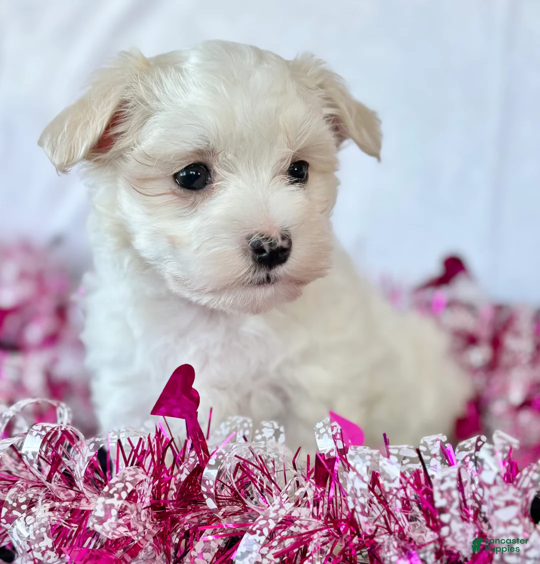 Maltese dogs for sale: Cody - Ad 6