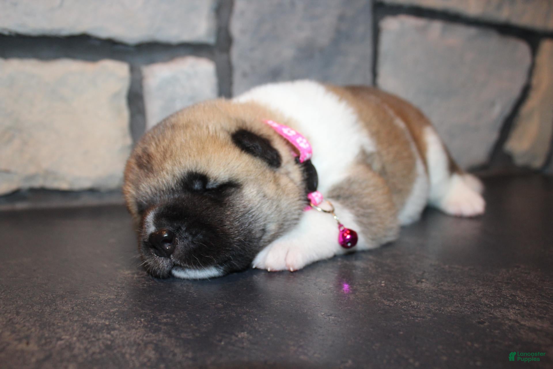 Akita dogs AKC Piper - Ad 1