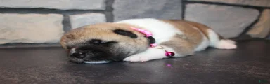 AKC Piper