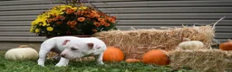 American Bully dogs for sale: American Bully 2 - Ad 4