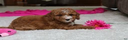 Cavapoochon dogs for sale: Millie - Ad 8