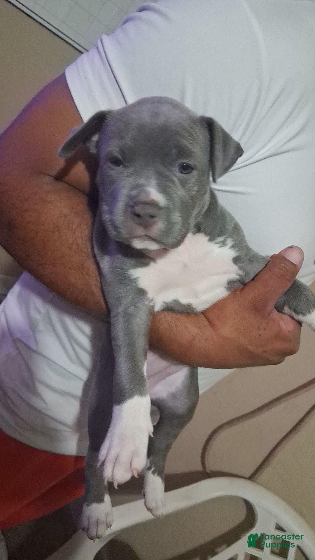 Mixed Breed dogs (Minnie) Chakita - Ad 42