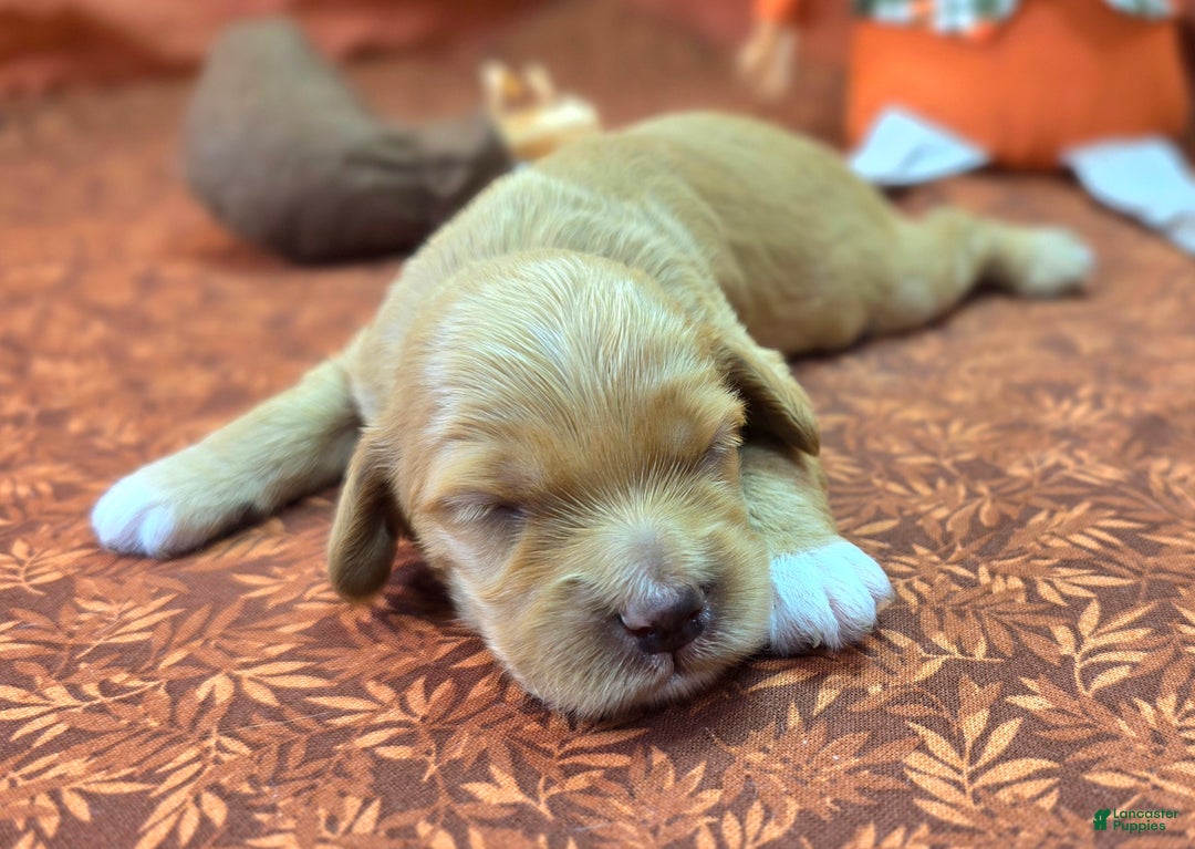 Cockapoo dogs for sale: Captain Walden - Ad 20