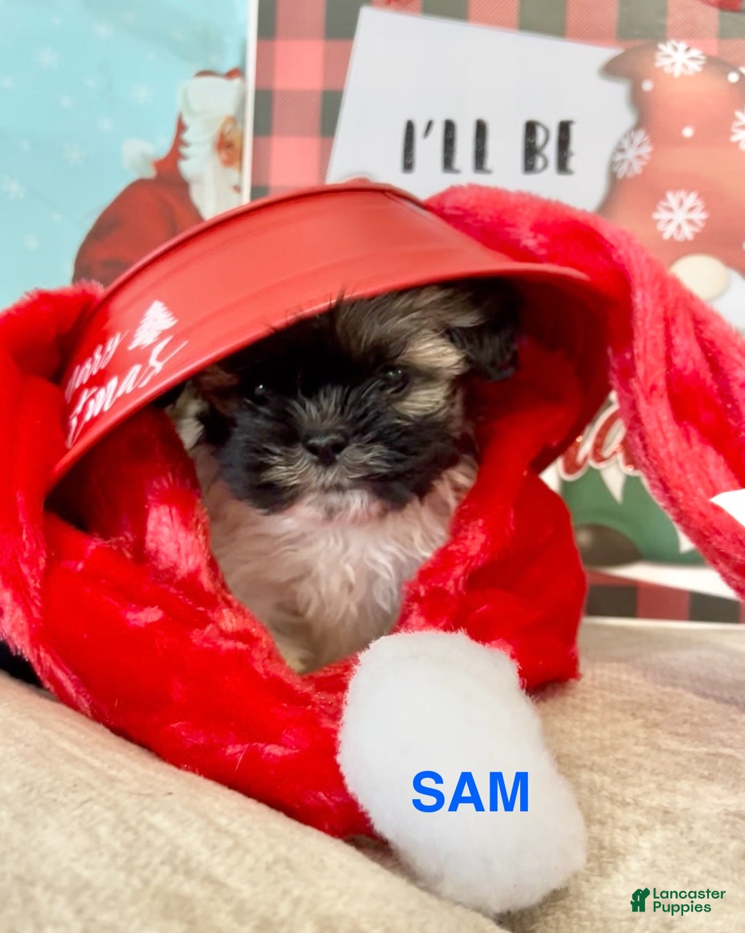 Shih Tzu dogs for sale: Shih Tzu Puppy 1 - Ad 1