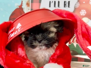 Shih Tzu dogs Shih Tzu Puppy 1 - Ad 24