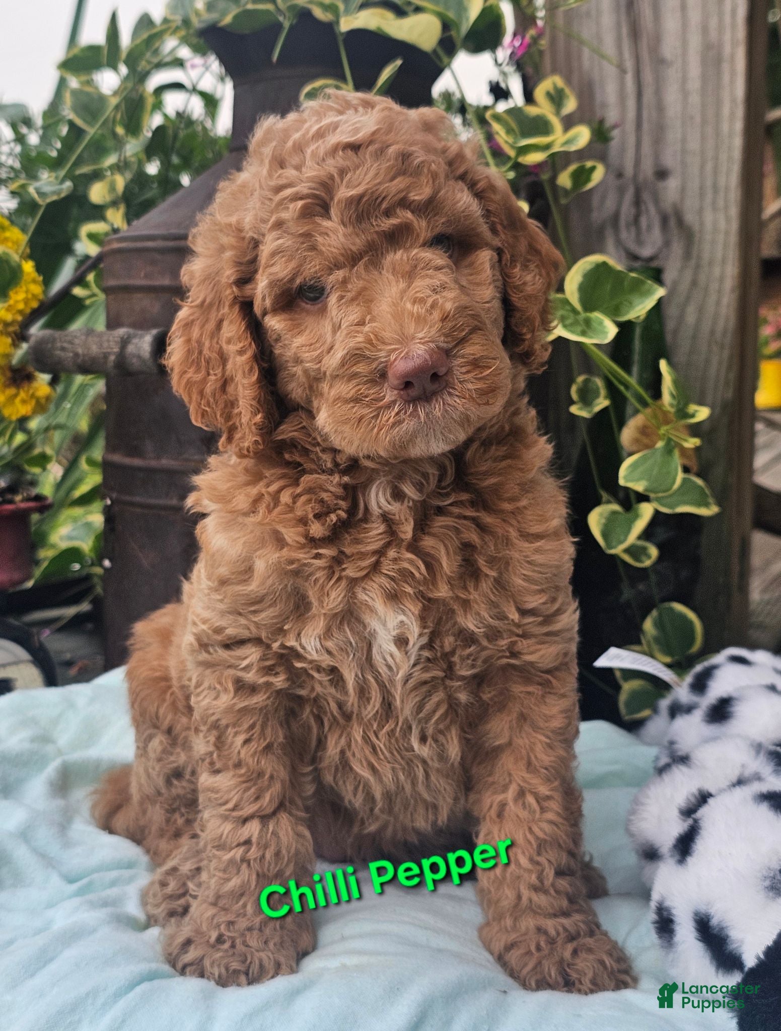 Goldendoodle dogs Chilli Pepper  - Ad 31