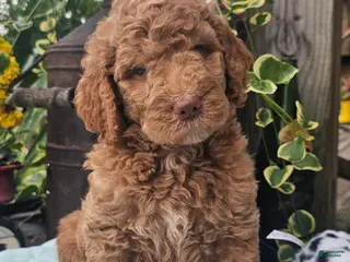 Goldendoodle dogs Chilli Pepper - Ad 25