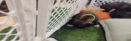 Boxer dogs for sale: Boxer 5 - Ad 4