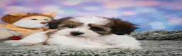 Maltipoo dogs for sale: Ruby - Ad 7