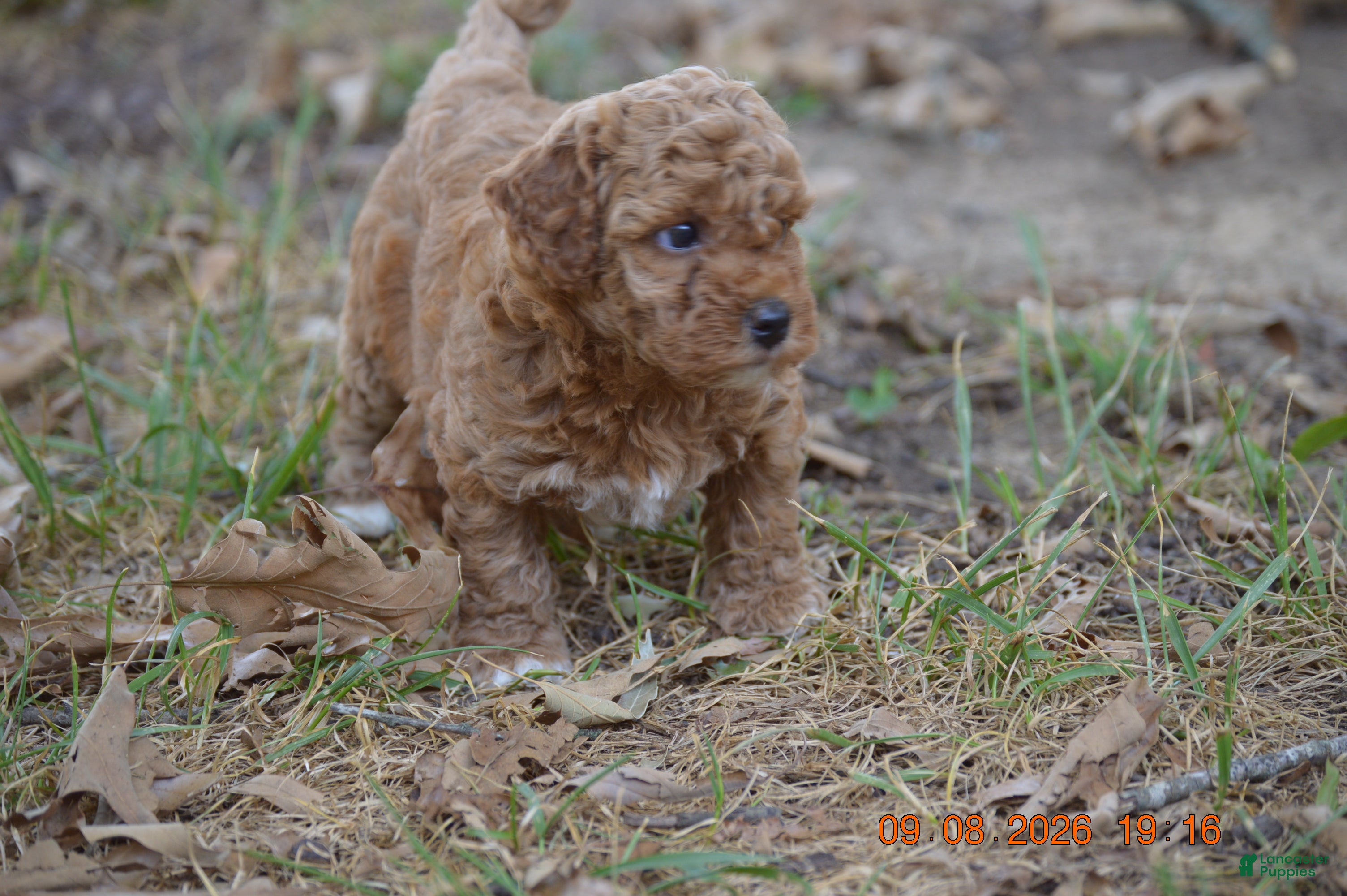 Miniature Poodle dogs Ginger - Ad 1