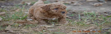 Ginger