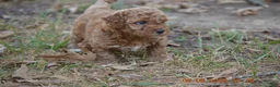 Miniature Poodle dogs for sale: Ginger - Ad 1