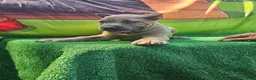 Cane Corso dogs for sale: ROCKY - Ad 3