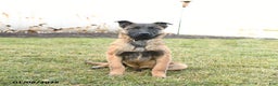 Belgian Malinois dogs for sale: Pearl  - Ad 4