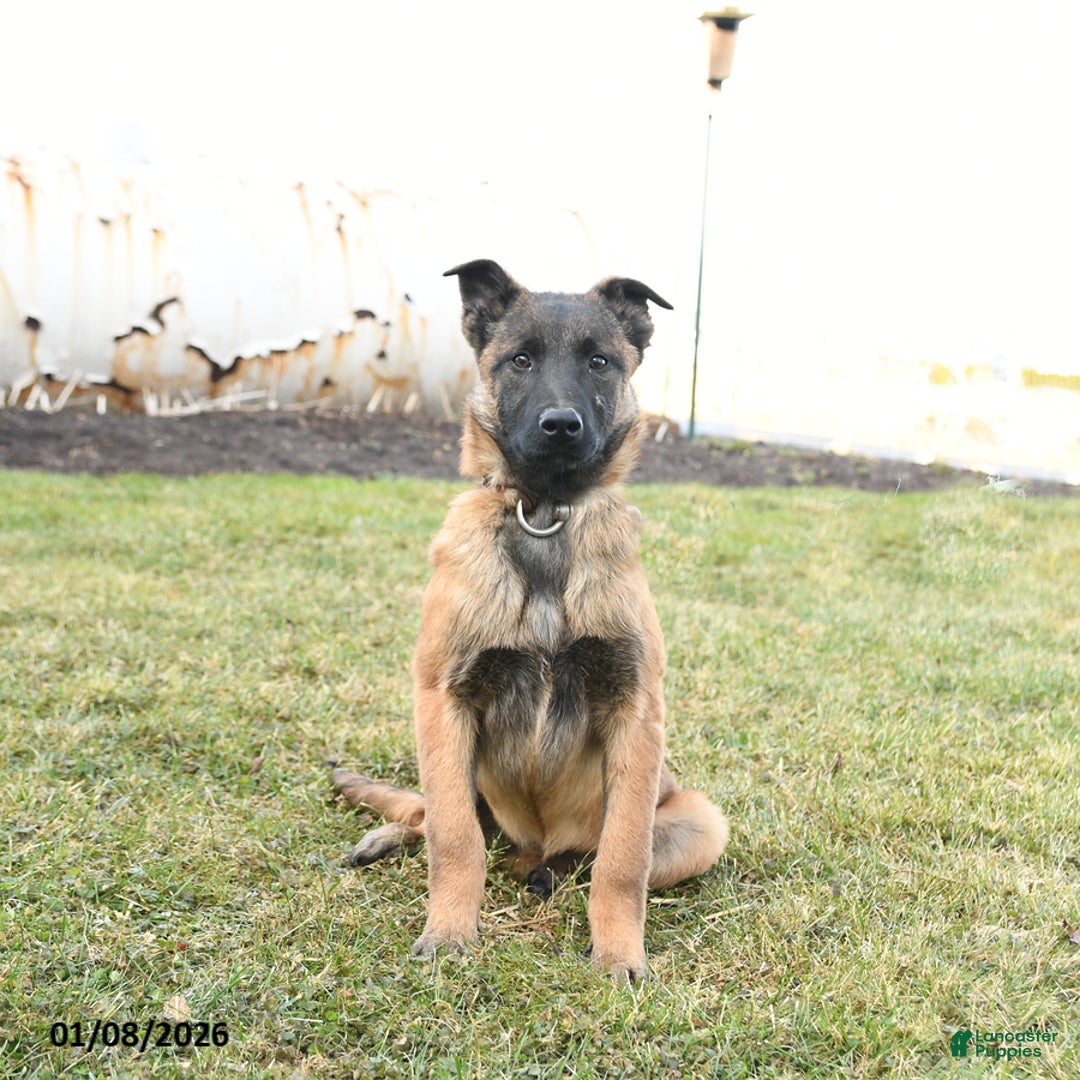 Belgian Malinois dogs for sale: Pearl  - Ad 4