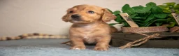 Miniature Dachshund dogs for sale: Princess - Ad 3