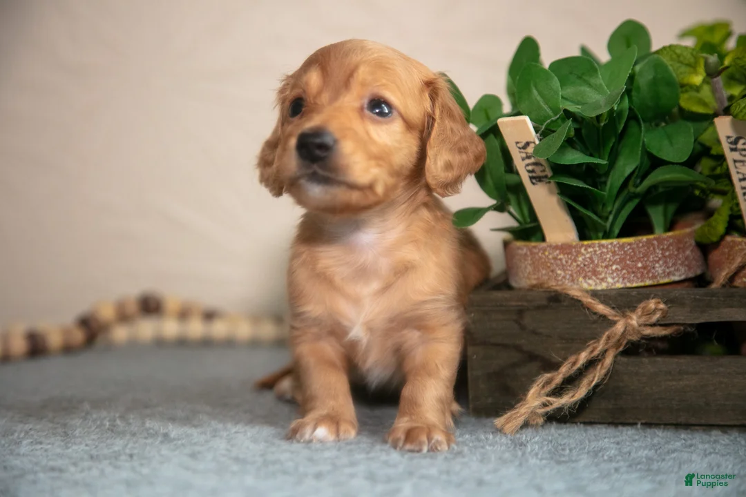 Miniature Dachshund dogs for sale: Princess - Ad 3