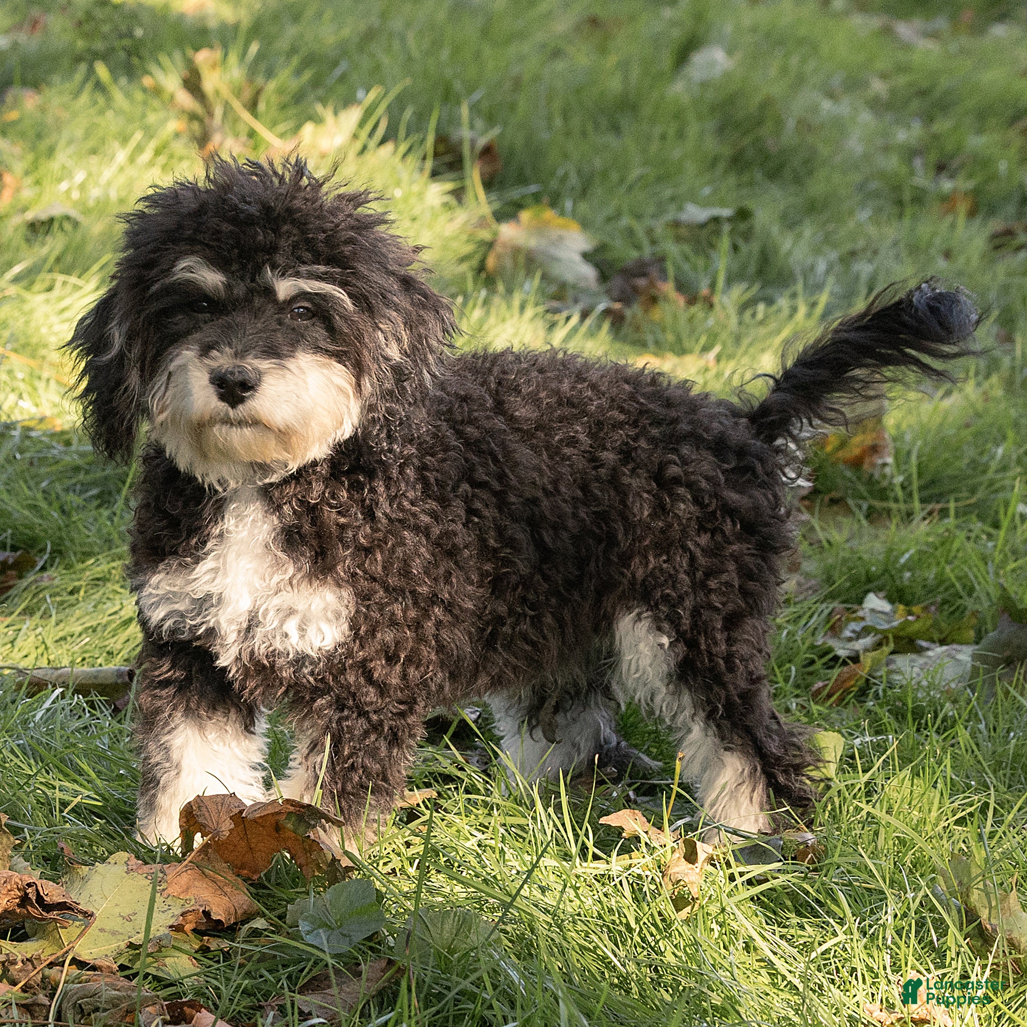 Maltipoo dogs for sale: Woody Maltipoo  - Ad 1
