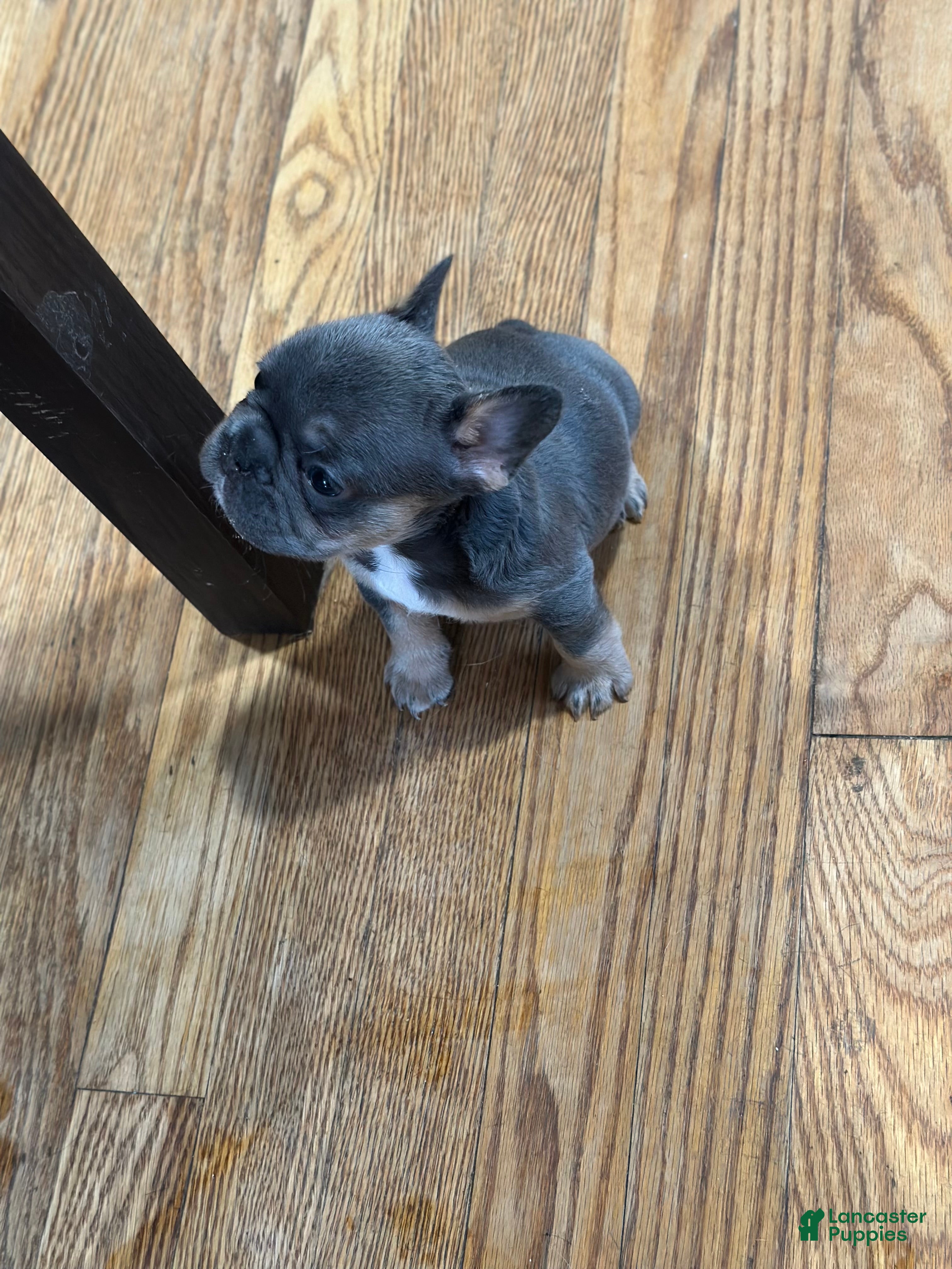 French Bulldog dogs French Bulldog 5 - Ad 2