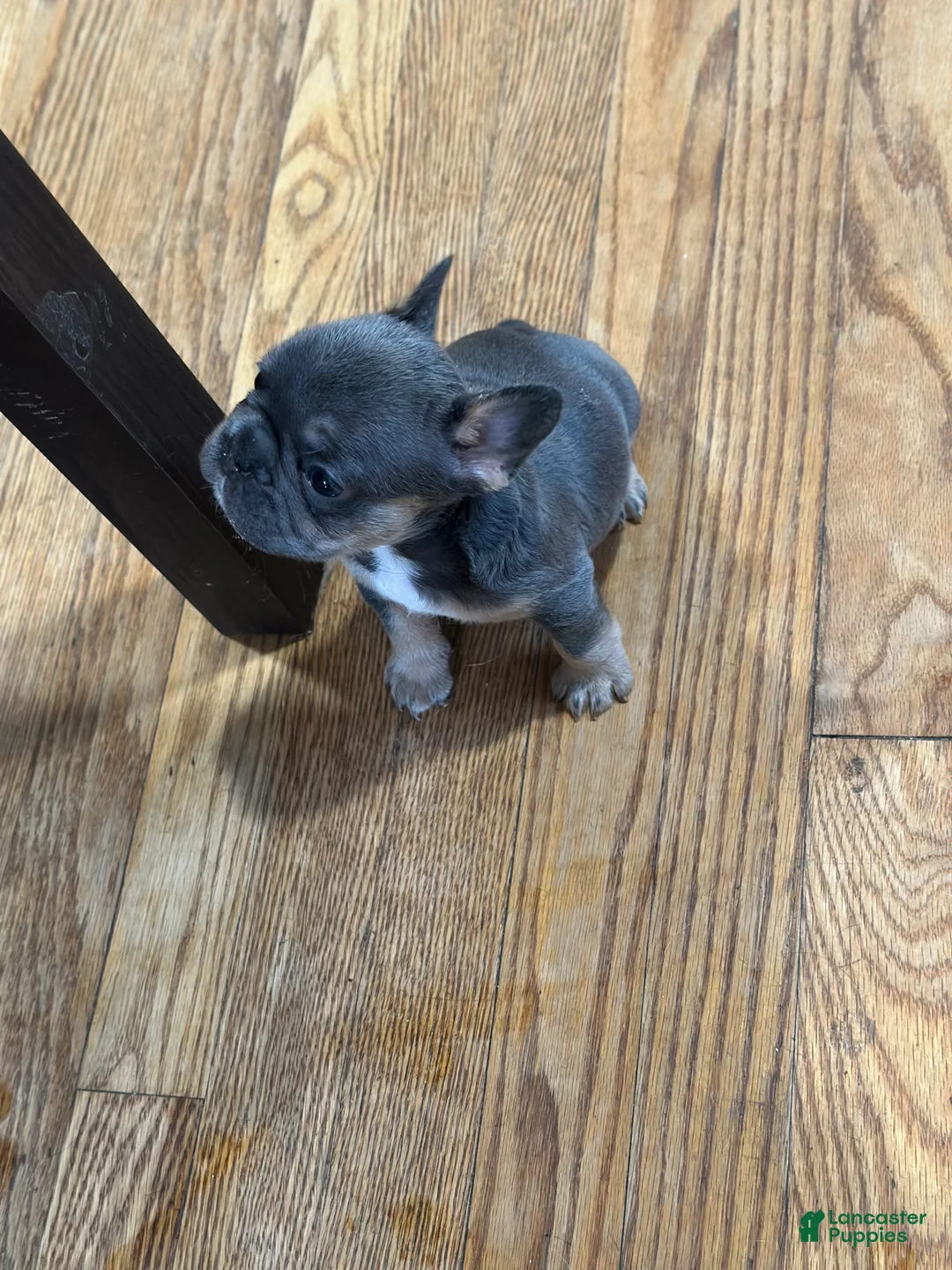 French Bulldog dogs for sale: French Bulldog 5 - Ad 2