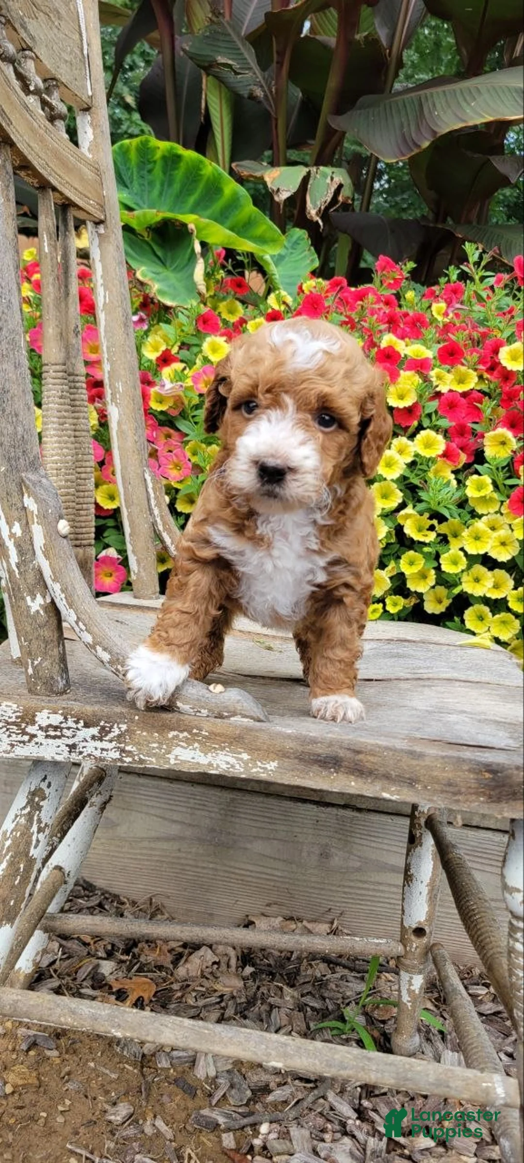 Mini Goldendoodle dogs for sale: Buster - Ad 4