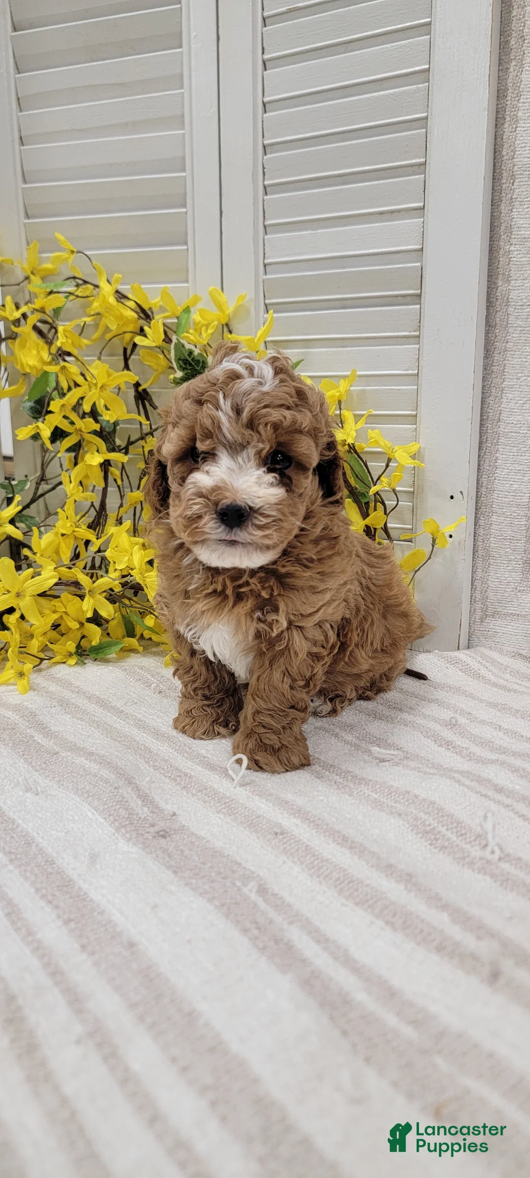 Toy Poodle dogs for sale: Sunshine  - Ad 2