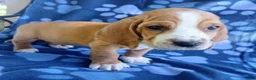 Basset Hound dogs for sale: Tracker  - Ad 2