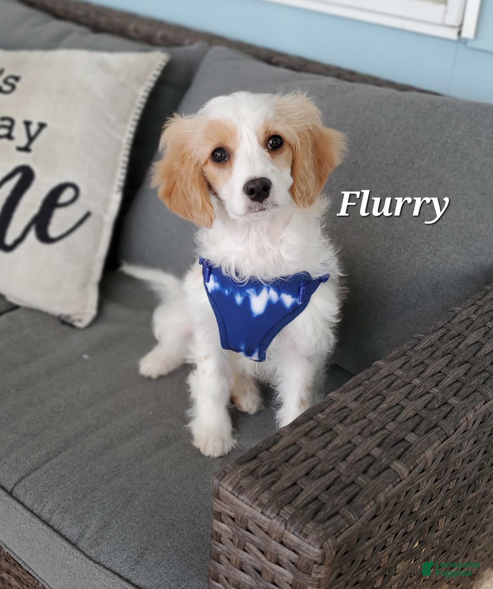 Cavapoo dogs Flurry  - Ad 35
