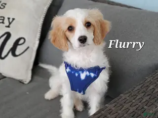Cavapoo dogs Flurry - Ad 35