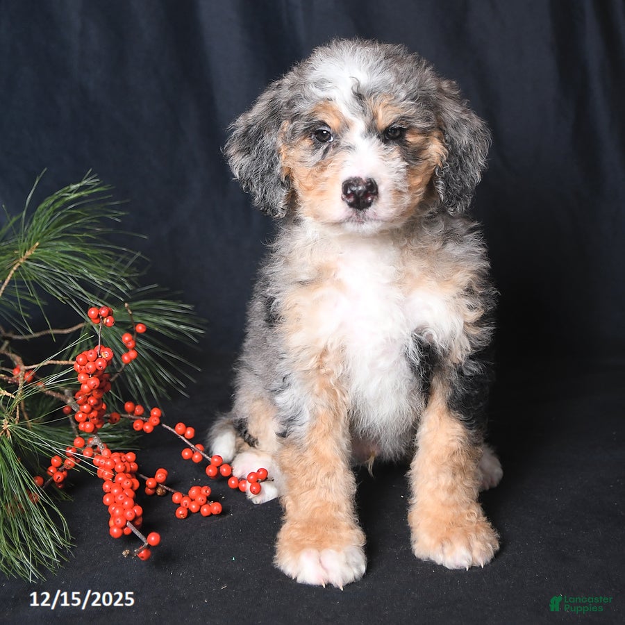 Bernedoodle dogs Conner - Ad 2