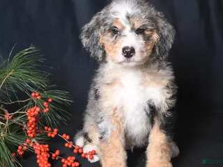 Bernedoodle dogs Conner - Ad 6