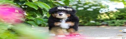 Mini Bernedoodle dogs for sale: Ellie - Ad 11