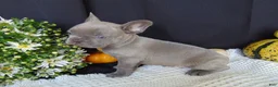 French Bulldog dogs for sale: Myles - Ad 7