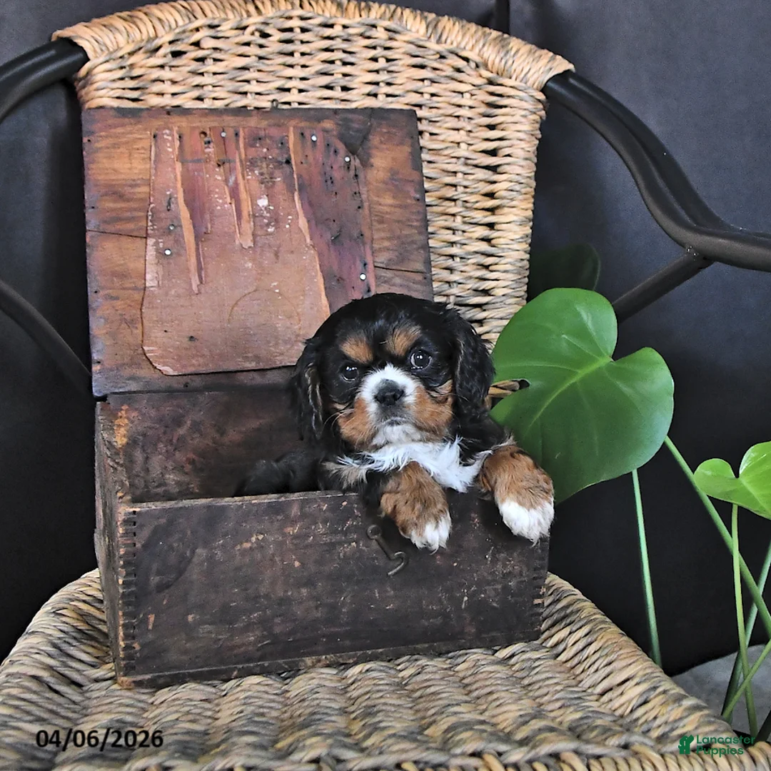 Cavalier King Charles Spaniel dogs for sale: Dakota - Ad 1