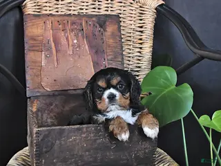 Cavalier King Charles Spaniel dogs for sale: Dakota - Ad 3