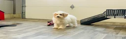 Miniature Poodle dogs for sale: Dazzler Miniature Poodle  - Ad 7
