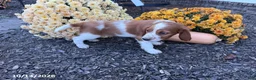 Welsh Springer Spaniel dogs for sale: Lance - Ad 8