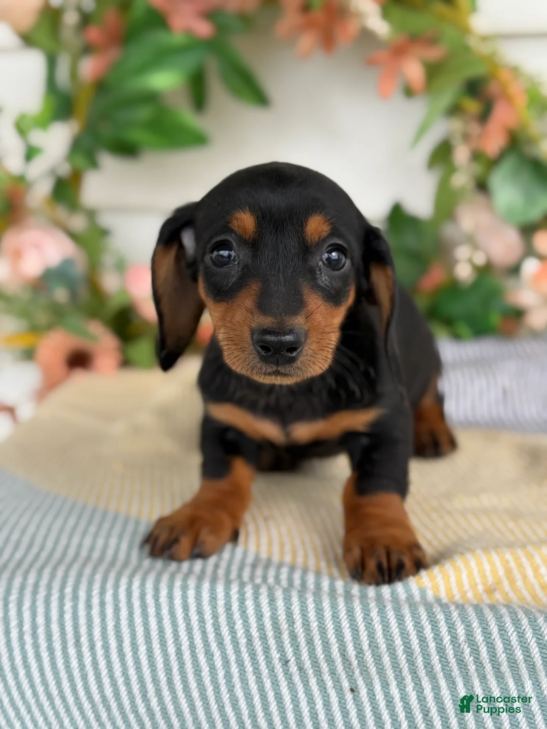 Miniature Dachshund dogs for sale: Janie - Ad 1