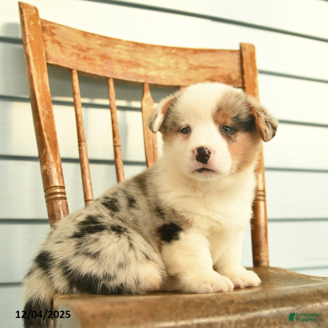 Welsh Corgi Pembroke dogs for sale: Sage  - Ad 3