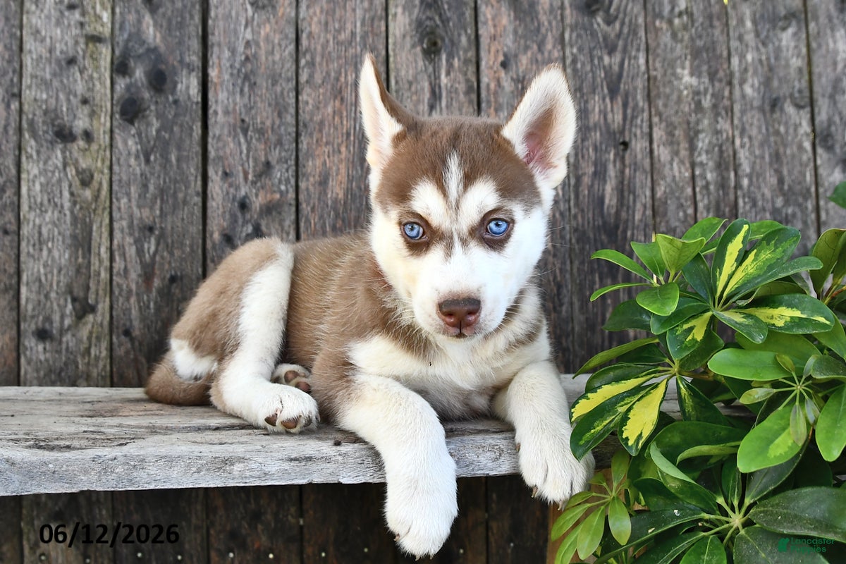 Siberian Husky dogs Cora  - Ad 1